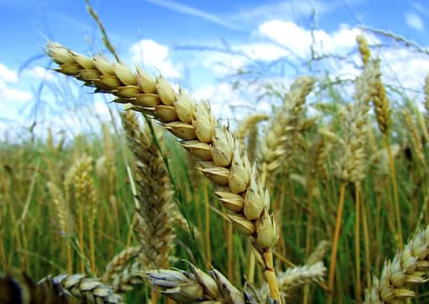 Dr Liz Stockdale said grass-based cereals can establish quickly