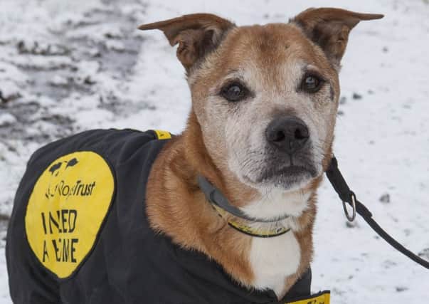 Sixteen-year-old Cracker is looking for a home. Picture: Katielee Arrowsmith/HEMEDIA
