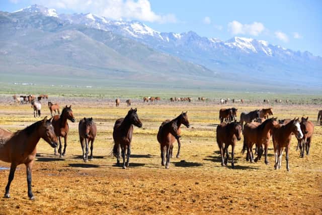 Horses graze at Mustang Monument. Picture: Lisa Young