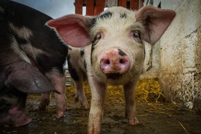 PED can be deadly for piglets. Picture: Steven Scott Taylor