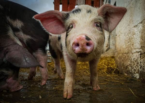 PED can be deadly for piglets. Picture: Steven Scott Taylor