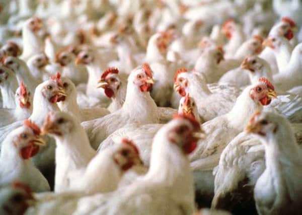 The poultry-meat industry has lost half its value in two years