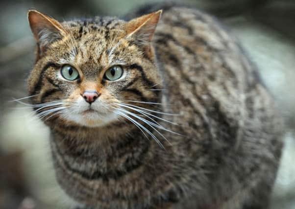 The Scottish wildcat is one of the most endangered mammals in the UK and the only remaining indigenous cat. Picture: Ian Rutherford