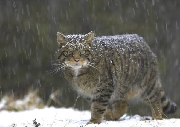 The Scottish wildcat, Felis silvestris silvestris, can now only be found in parts of the Highlands. Picture: Contributed