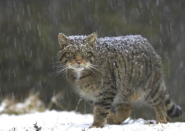 The Scottish wildcat, Felis silvestris silvestris, can now only be found in  parts of the Highlands. Picture: Contributed