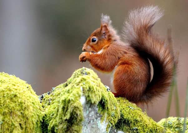 Red squirrels have been spotted at 29 NTS properties. Picture: PA