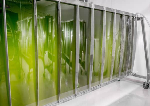 The microalgae needs only seawater, light and C02 to grow. Image: Proof Communication