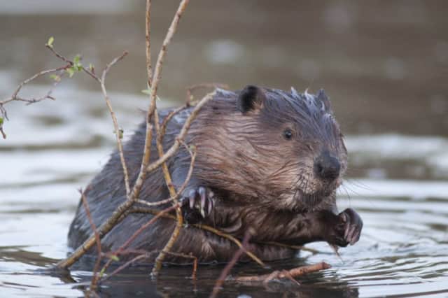 Beavers are considered a pest by some, as they gnaw on trees and their dams can cause farmland to flood