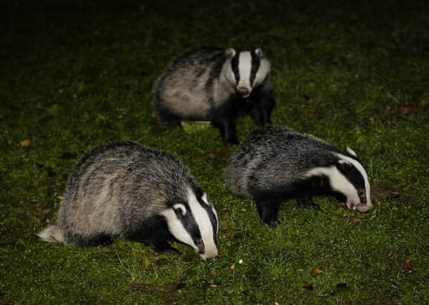 Three badgers. Or are they? Picture: TSPL
