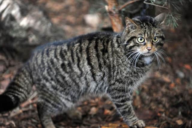 Scottish Wildcat. Picture: Ian Rutherford