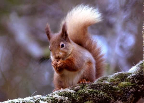 Red squirrel eating peanuts  in Glenmore Forest Park, Cairngorms. Picture: Allan Milligan