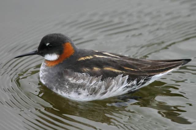 The red necked phalarope. Picture: wikimedia.org