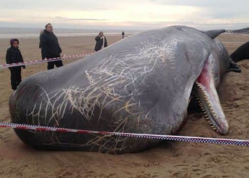It is illegal to remove a whale head from a beach as technically it belongs to The Queen
