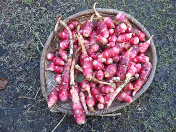 Oca is easy to grow and delicious to eat