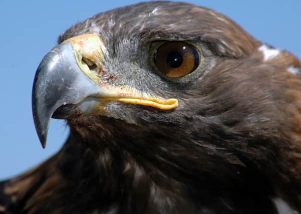 Could birds of prey such as golden eagles be trained to take down drones? One SNP MP has suggested that Police Scotland follow a similar tactic used by Dutch police. Picture: AP