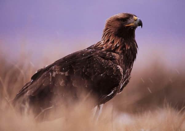 Golden Eagle. Picture: PA