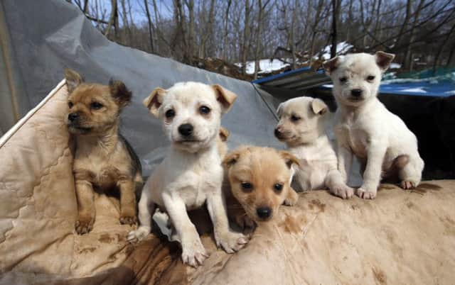 Puppies at Jung Myoung Souks shelter seem happy and well-looked after. Picture: AP
