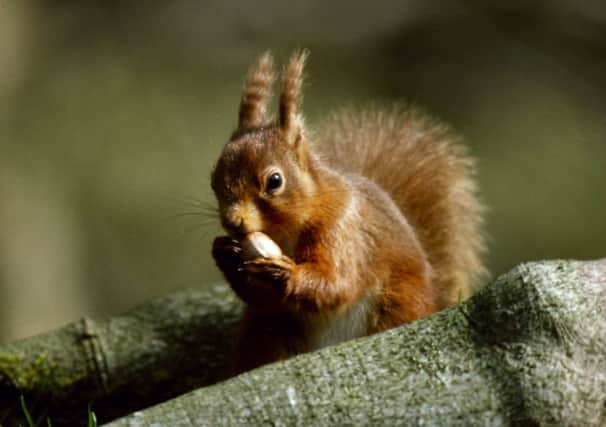 Youngsters angered over deaths of red squirrels on road. Picture: Contributed
