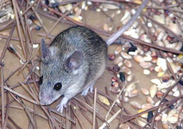 Researchers managed to extend the lives of mice by 35 per cent. Picture: AFP/Getty