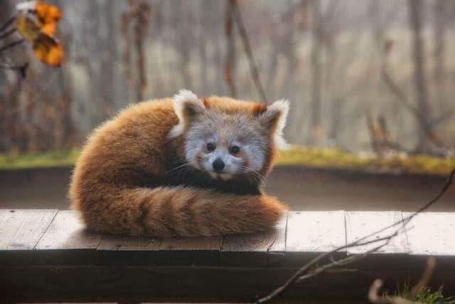 Picture: Red panda at RZSS Highland Wildlife Park