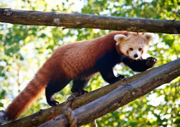 Picture: Red panda at RZSS Highland Wildlife Park