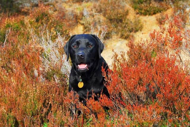 A snapshot into the life of a guide dog trainer. Pictures: Carol McDonald