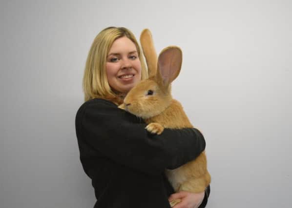 The rabbit, which is now the size of a small dog, will need someone experienced