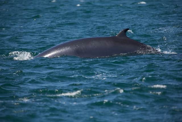 Harbour porpoises were the most commonly seen cetaceans. Picture: David Ainsley/ Sea Watch Foundation