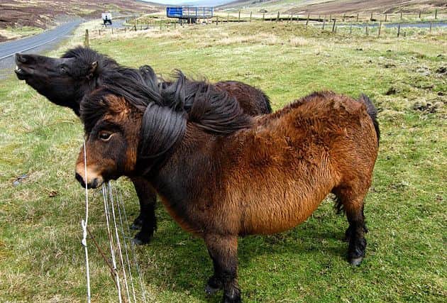 Shetland ponies - on Shetland