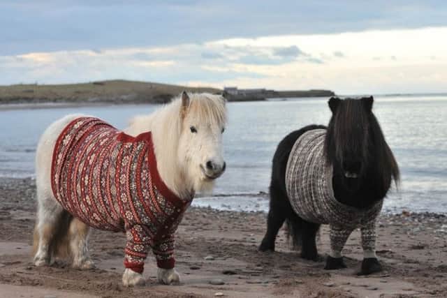 Shetland ponies one of Scotland's most recognisable breeds - used here  in a Visit Scotland campaign