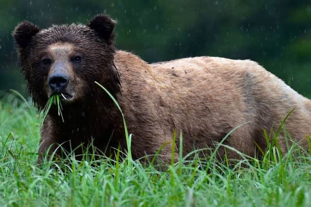 A grizzly grazing on sedge grass. Picture: Lisa Young
