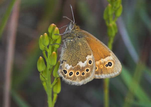Butterfly conservation is one example of how communities can get grants