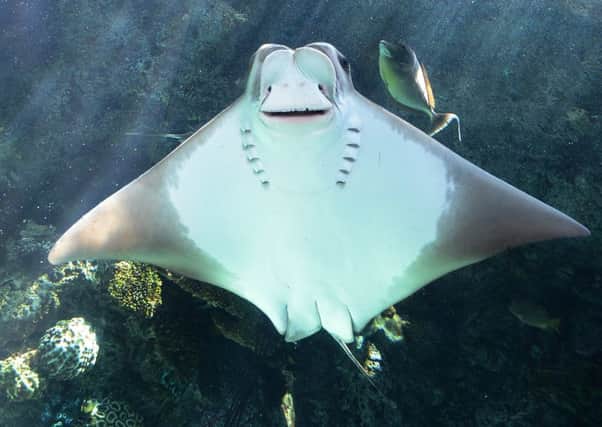 The cownose stingray is native to the western Atlantic and, apart from its bovine appearance, has a nasty sting in its tale. Picture: AFP/GettyImages