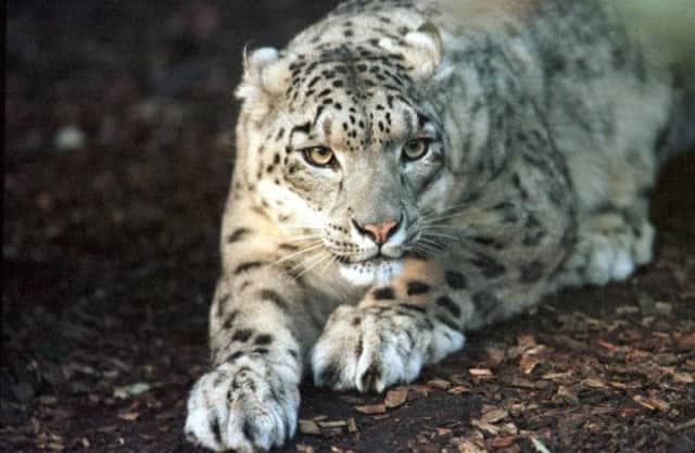 Snow leopards were last bred in Scotland in Edinburgh Zoo 18 years ago. Image: TSPL