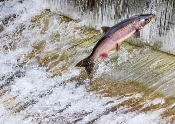 Salmon on the Avon have been prevented from going up-river to breed by two weirs. Picture: Getty Images