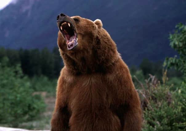 The climber was charged down by a grizzly bear. Picture: AP