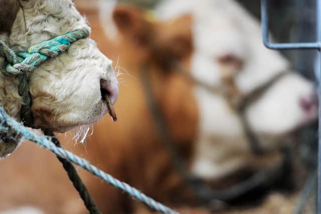 Average prices for Simmentals were up on last year. Picture: Ian Rutherford