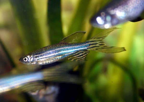 The Zebrafish might help with a breakthrough in MS