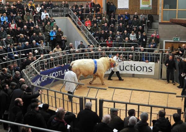 Buyers were selective, but 13 bulls sold into five figures at Stirling