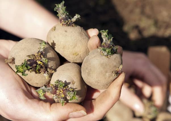 Chitted potatoes ready for planting