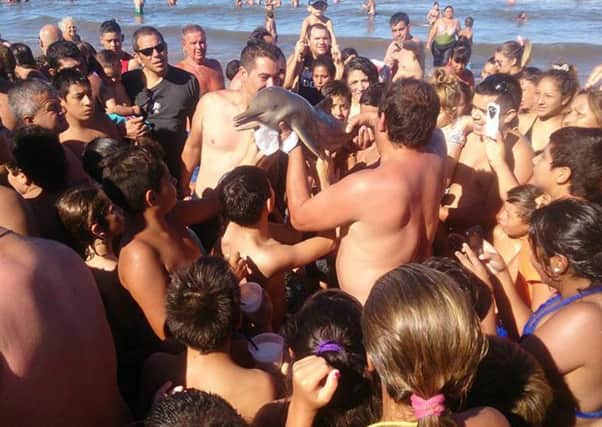 Crowds taking selfies with baby dolphin in Argintina