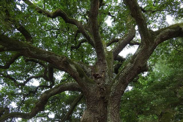 Many children can't recognise an oak.