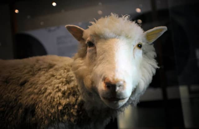 1997: In Roslin, Scotland, scientists announced that an adult sheep named Dolly had been successfully cloned. Picture: Jane Barlow