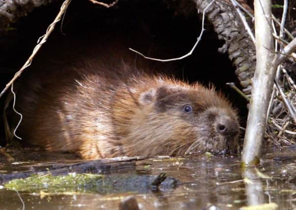 A Â£1 million five-year trial is under way at Knapdale, into reintroducing beavers to Scotland. Photograph: AP