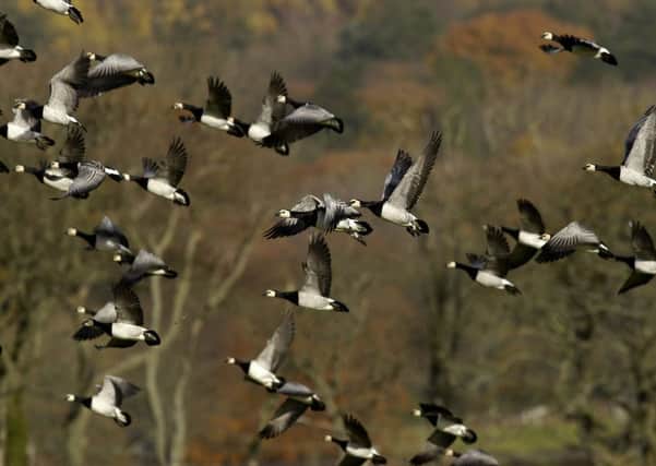 Barnacle geese fly over the Solway Firth at the RSPB nature reserve at Mersehead. Photograph: Malcolm Irving