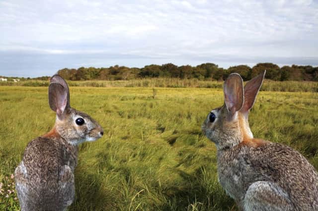 Scotlands rabbits are falling to a virus which has no telltale signs  they simply drop dead