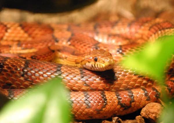 Three corn snakes were stolen from the pet shop