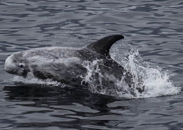 A Rissos dolphin similar to the one that was found stranded. Image: Colin Bird