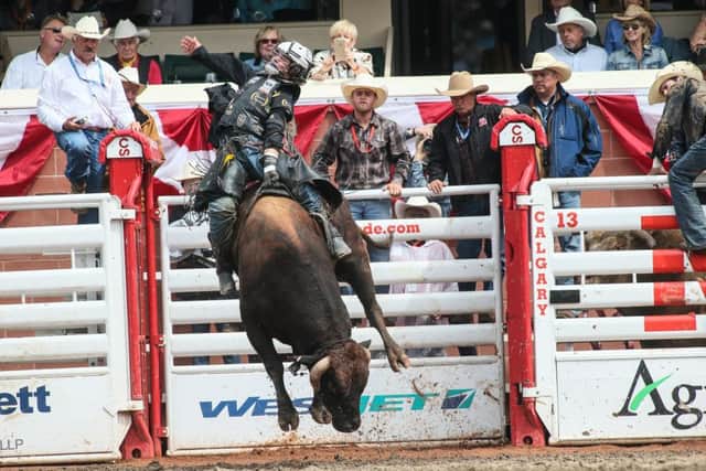 A bullrider at Calgary Stampede hangs on. Picture: Mike Ridewood/Calgary Stampede