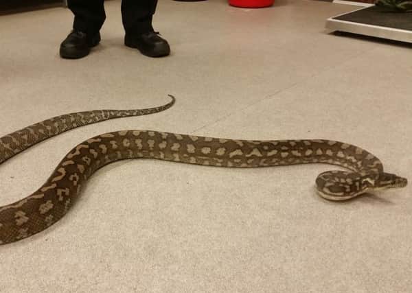 The 7ft long python was dumped on a doorstep